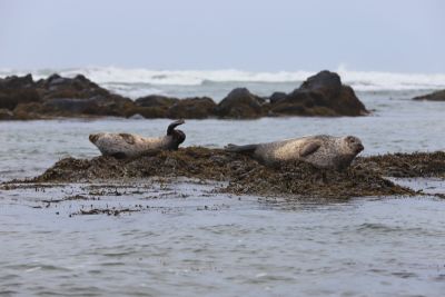 Eine Portion Glück: Robben im Mittagsschlaf